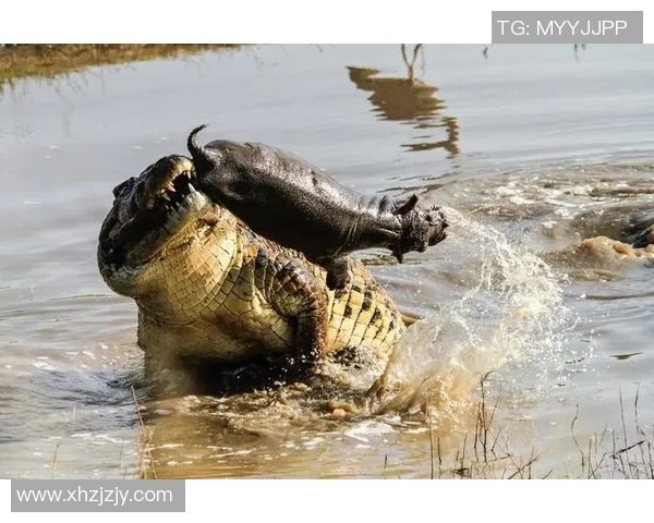 精彩回顾日本与澳大利亚的激烈对决全场录播精彩瞬间解析