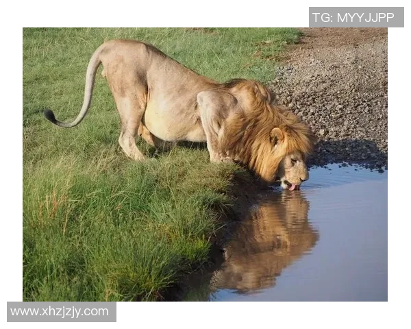 森林狼与金刚狼的巅峰对决谁能在这场激烈战斗中笑到最后 森林狼与金刚狼的巅峰对决谁能在这场激烈战斗中笑到最后